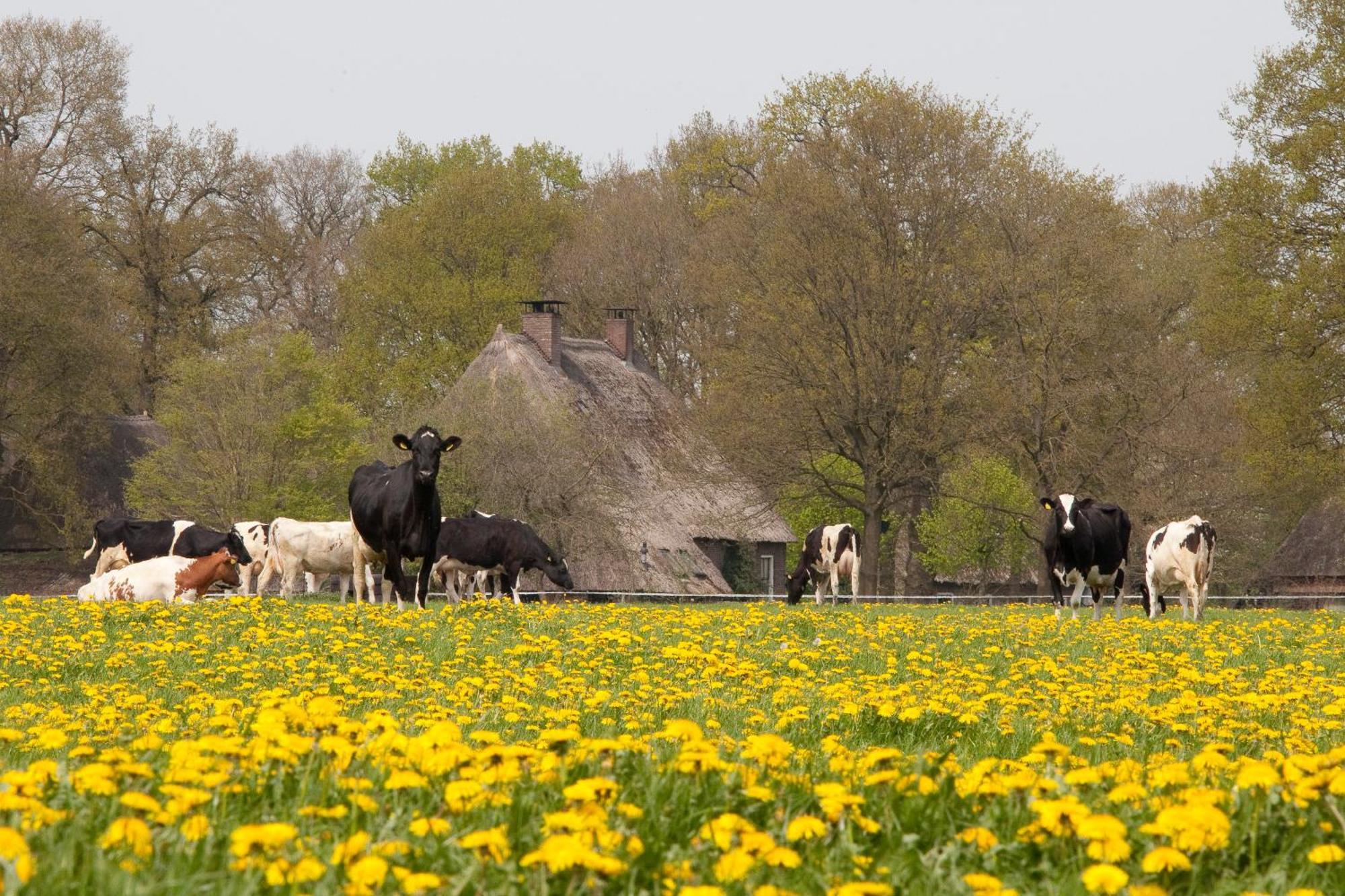 Camping De Bosrand Spier Zewnętrze zdjęcie